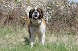 SAINT BERNARD 093